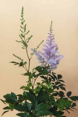 Astilbe bitkisi, aynı zamanda sahte keçi sakalı olarak da bilinir, açık kahverengi arka planda tek çiçekli.