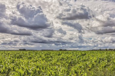 Büyük beyaz kümülüs bulutlarıyla bir yaz günü mısır tarlasının üzerinde.