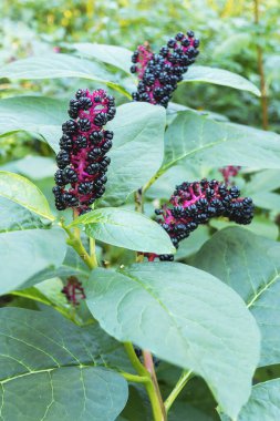 Amerikan su teresi Phytolacca americana sonbaharın başlarında meyvelerle birlikte parkta