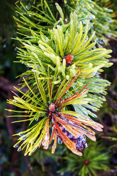 毎冬氷で覆われた松の枝の針のクローズアップ — ストック写真
