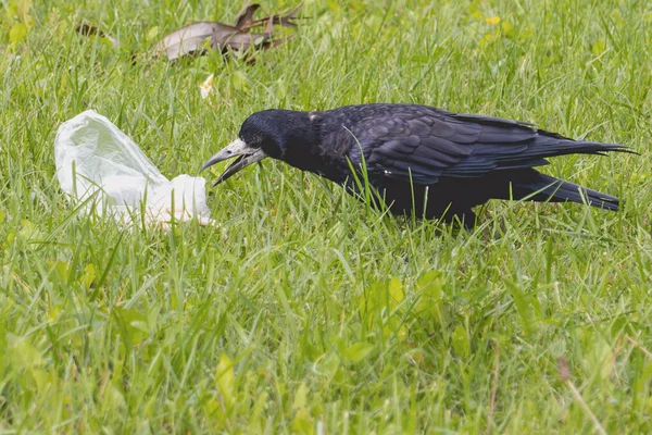 One black crow found a plastic bag in the meadow and hopes to get food