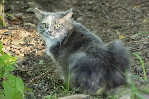 During autumn, the cat is hunting mice in the garden, noticed the photographer and is watching carefully