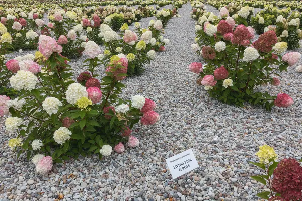 Çakıl taşlı bir parkta pastel leylak ve pembe çiçekli ortanca çalıları