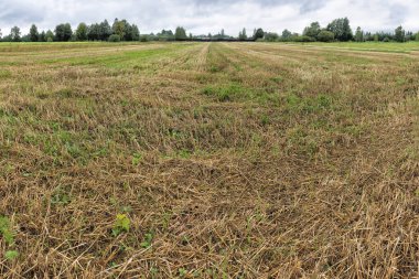 Yazın sonlarında sisli bir günde kırsal kesimde tahıl tarlası.