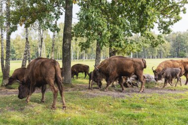 Avrupa bizonu - Bizon bonasusu güneşli bir sonbahar gününde, sürü Krekenava Bölgesel Parkı 'nın gölgesinde yürüyor. Litvanya. - 23. 09 numara. 2023.