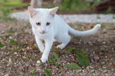 Yazın, genç beyaz bir kedi yavrusu avluda ilginç bir şekilde çevreyi keşfeder, bulanık arka plan, doğal ışıklandırma