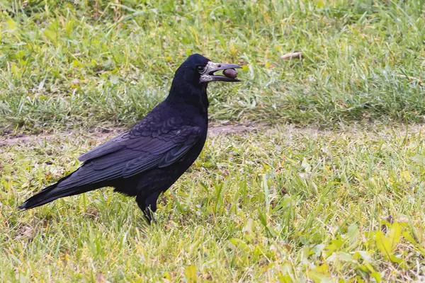 One black crow has found an oak acorn in the meadow and is carefully observing its surroundings