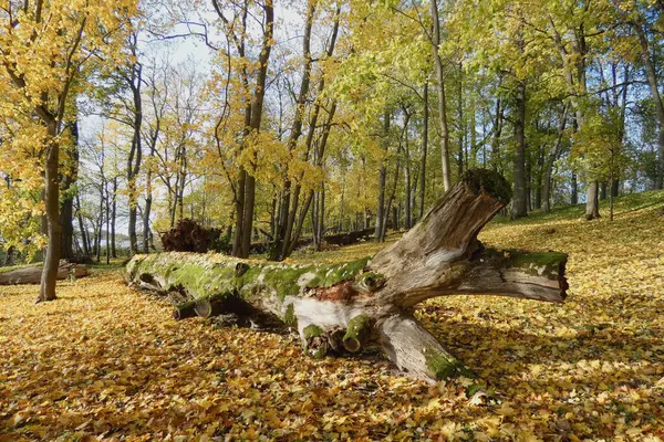 During autumn, a large tree trunk with moss lies among the fallen leaves in the forest