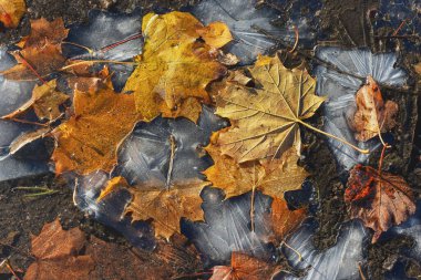 Sonbahar soğuk sabahında güneş ışığı akçaağaç yaprakları yere düştü ve buzun içinde dondu.