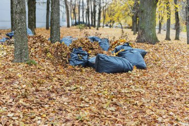Sonbaharda, yaprakların arasındaki ağaçların altında kurumuş yapraklarla dolu büyük siyah plastik çöp torbaları.