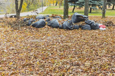 Sonbaharda, yaprakların arasındaki ağaçların altında yapraklarla dolu büyük siyah plastik çöp torbaları.