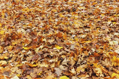 Turuncu ve altın rengi sonbahar yaprakları arkaplanı gün boyunca kapatır