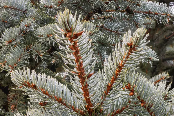 Close-up of luscious silver fir branches with glistening raindrops, showcasing the serene beauty of nature in a dense forest environment.