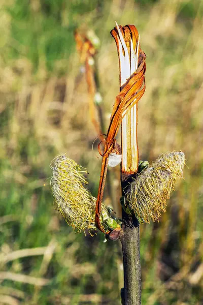 Catkins of broken willow tree in early spring with blurred green grass and yellow background. Catkins are a source of pollen for early pollinators such as bees and butterflies.