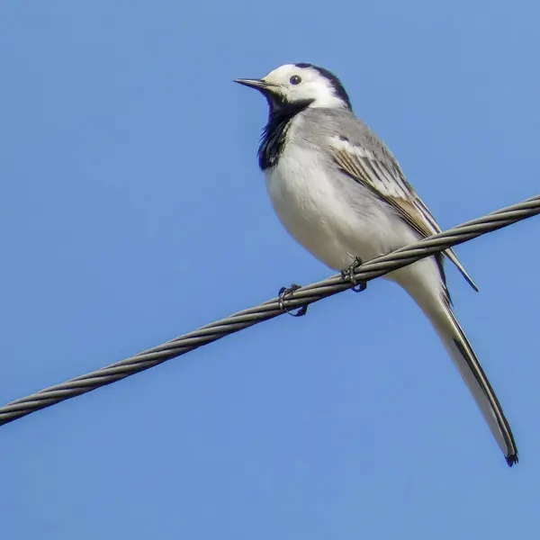 A single white-footed warbler, Motacilla alba, sits on a power line against a blue sky during the day