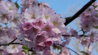 Narin Sakura pembe kiraz çiçekleri sabah çiğ ile kaplı, bahar esintisinde yavaşça sallanırken mavi gökyüzünün arka planında, yavaş çekim