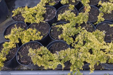 Zengin yeşil ve sarı yapraklı genç ardıç bitkileri siyah kaplarda güzelce düzenlenir. Ticari bir fidanlıkta yetişiyorlar, ekime ya da satışa hazır..