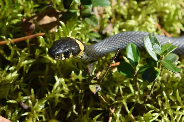 A grass snake is seen slithering through a bed of green moss. The reptilian scales shine in natural light, showing that the creatures can adapt to the forest floor environment.