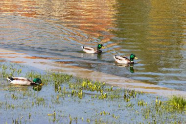 İlkbaharda, üç yaban ördeği kıyı boyunca birlikte yüzerek yiyecek arar..