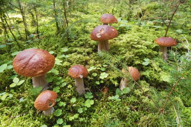 Sonbaharda ormandaki yeşil yosunlar arasında bir grup boletus veya Leccinum vulpinum.