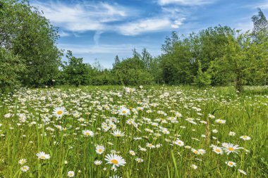 Çiçek açan beyaz papatya tarlası sıcak bir yaz gününün güneşinde gökyüzü ve ağaçların arka planına karşı yıkanır.