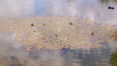Bir grup yavru ördek göletteki nilüfer yaprakları arasında yiyecek ararken görülebilir. Gölete yansıyan beyaz bulutlu mavi bir gökyüzü.