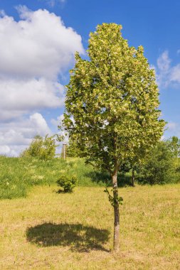 Yalnız bir ıhlamur ağacı, dalları kokulu beyaz çiçeklerle dolu. Ağaçların gölgesi kuru çimenler boyunca uzanıyor, gökyüzü parlak mavi, tüylü beyaz bulutlarla kaplı..