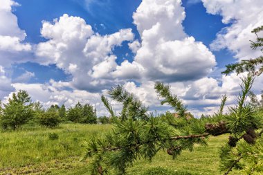 Parlak yaz manzarası arka planında kozalaklı bir kozalak dalı, ön planda yemyeşil çimenler..