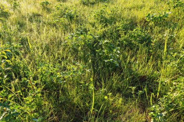 Bitkileri aydınlatan sabah güneşiyle yemyeşil çimen tarlası. Barışçıl ortamlar veya doğa temalı projeler için ideal.