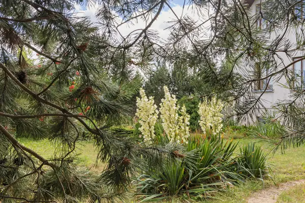 stock image A yucca plant in the yard through the branches of a bush with thorns in summer. The bell-shaped flowers emit a sweet fragrance. Native to America, it thrives in warm, dry climates.