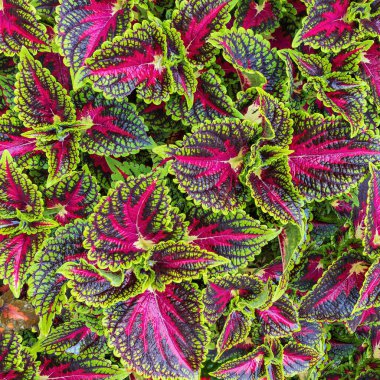 Kırmızı-pembe yapraklı ve yeşil damarlı canlı bir ısırgan otu olan Coleus bitkisi yakın plan olarak gösterilir, karmaşık desenler ve zengin renkler sergiler..