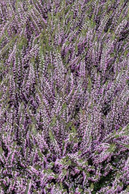Çiçek açan bir fundanın yakın planında pembe, mor ve beyaz çan şeklinde çiçekler var..