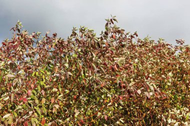 Gri gökyüzüne karşı sonbaharda parlak yapraklı bitki örtüsü.