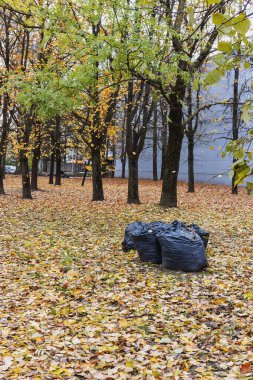 Sonbaharda, yaprakların arasındaki ağaçların altında kurumuş yapraklarla dolu büyük siyah plastik çöp torbaları.