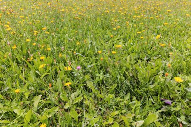 Yellow flowers of Scorzoneroides autumnalis blooming in a meadow as a background clipart