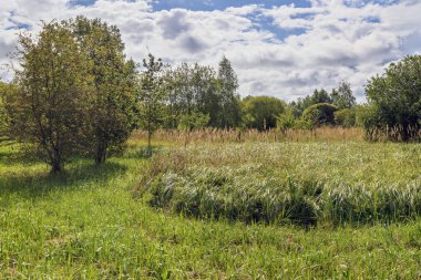 Bereketli yeşil çimenli bir arazinin manzarası açık mavi gökyüzünün altında, kabarık beyaz bulutlarla çevrili uzun ağaçlarla çevrili. Bu zemin seviyesi resmi web sitesi arkaplanı veya kitap kapakları için mükemmeldir.