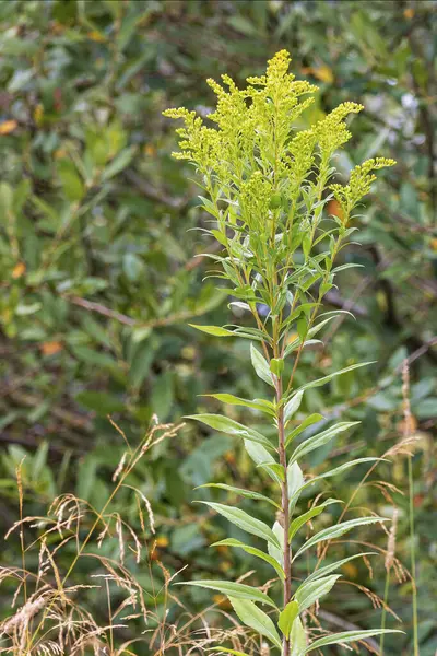 stock image Solidago canadensis Goldenrod flower tall goldenrod plant displays bright yellow flowers on green foliage.