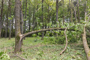 Büyük, kırık bir ağaç gövdesi ve pürüzsüz bir ağaç kabuğu açık bir ormanda uzanır, parlak yeşil yapraklarla çevrili..