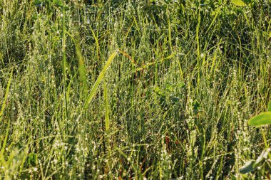 Sabah güneşinde çiy damlaları olan yeşil çimen tarlası. Seçici odaklı yakın plan ile taze doğa arkaplanı