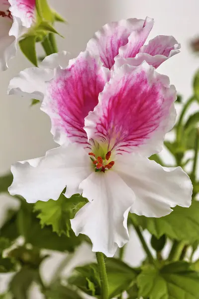 stock image Pelargonium or Pelargonium Grandiflorum flower. Pink Regal pelargonium close up. Burghi plant from the grandiflora royal pelargonium variety. Canaan or geranium flower on blurred background