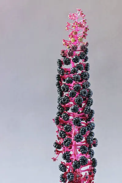 stock image Side view of one American sedge, Phytolacca americana, with fruit on gray background