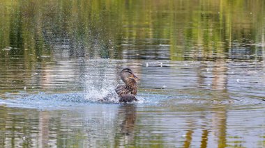Bir ördek, su damlacıklarının her yöne doğru uçup vahşi hayatın zarafetini ve cazibesini gösteren güzel ve dinamik bir sahne yaratarak sallanırken yakalanır..