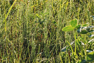 Arka planda sabah çiği dokusu olan yeşil çimen tarlası. Güneşin altında taze çimenli güzel çayır. Yaklaş.