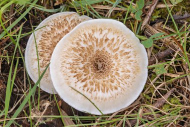 Lentinus Tigrinus çimenlerde. Pullu lentinus ve tren yiv mantarı olarak bilinir.