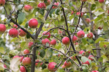 Bahçe olgun kırmızı elmalarla dolu. Elmalar yağmur damlalarıyla dallardan sarkan.