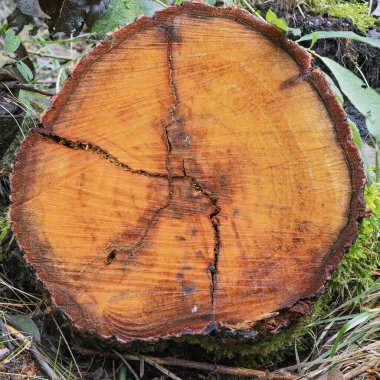 Yakın plan, bir ağaç kütüğünün ayrıntılı halkalarını vurguluyor. Ağaçların yaşını ve ormandaki büyümesini anlatan doğal çatlakları ve zengin dokuları gözler önüne seriyor..