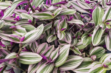 Tradescantia Zebrina Tradescantia Zebrina 'nın ayrıntıları. Arka plan olarak parlak mor ve beyaz çizgilerle süslenmiş parlak yeşil yaprakları olan zebrina.