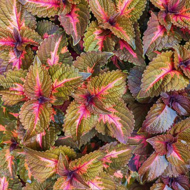 Dekoratif boyalı ısırgan otları, Coleus blumei, Plectranthus scutellarioides, Solenostemon scutellarioides - Coleus scutellarioides