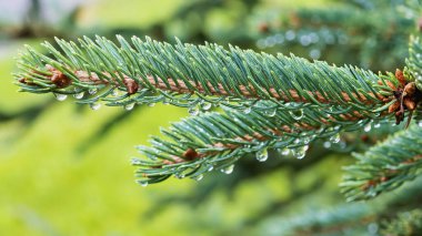 Yağmurdan sonra su damlacıkları olan bir köknar dalının yakın plan fotoğrafı. Yeşilli yeşil arka plan, köknarın doğal güzelliğini arttırır. Doğa projeleri ve çizimler için mükemmeldir..