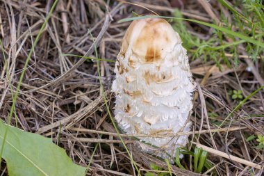 Orman çayırındaki bir mantarı kapat Coprinus komatos mürekkep kaplı avukatın peruğu ya da tüylü yeleye yandan bakışı